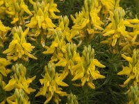 Genista hirsuta 10, Saxifraga-Jan van der Straaten