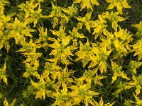 Genista hirsuta 15, Saxifraga-Jan van der Straaten