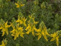 Genista hirsuta 18, Saxifraga-Jan van der Straaten