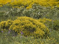 Genista hirsuta 2, Saxifraga-Jan van der Straaten