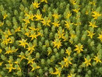 Genista hirsuta 20, Saxifraga-Jan van der Straaten