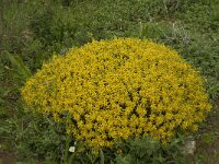 Genista hirsuta 24, Saxifraga-Jan van der Straaten