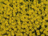 Genista hirsuta 26, Saxifraga-Jan van der Straaten