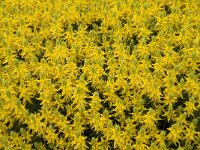 Genista hirsuta 29, Saxifraga-Jan van der Straaten