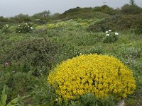 Genista hirsuta 33, Saxifraga-Willem van Kruijsbergen