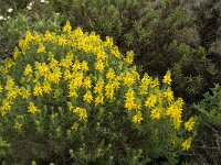 Genista hirsuta 36, Saxifraga-Jan van der Straaten