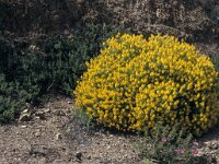 Genista hirsuta 4, Saxifraga-Piet Zomerdijk