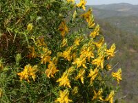 Genista hirsuta 47, Saxifraga-Ed Stikvoort