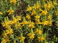 Genista hirsuta 48, Saxifraga-Ed Stikvoort