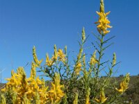 Genista hirsuta 49, Saxifraga-Ed Stikvoort