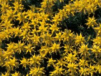 Genista hirsuta 8, Saxifraga-Jan van der Straaten