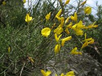 Genista majorica 2, Saxifraga-Rutger Barendse