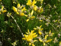 Genista radiata 10, Saxifraga-Rutger Barendse