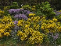 Genista radiata 11, Saxifraga-Harry Jans