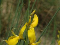 Genista radiata 2, Saxifraga-Jan van der Straaten
