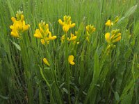 Genista sagittalis 13, Pijlbrem, Saxifraga-Ed Stikvoort : Notre Dame de l'Hermitage - La Chamba - Chateau de Couzan