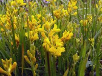 Genista sagittalis 19, Pijlbrem, Saxifraga-Hans Grotenhuis