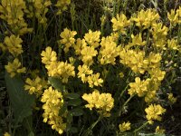 Genista sagittalis 22, Pijlbrem, Saxifraga-Willem van Kruijsbergen