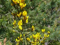Genista scorpius 10, Saxifraga-Hans Grotenhuis