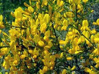 Genista scorpius 13, Saxifraga-Hans Grotenhuis