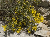 Genista scorpius 3, Saxifraga-Willem van Kruijsbergen