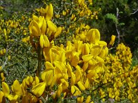 Genista scorpius 9, Saxifraga-Hans Grotenhuis