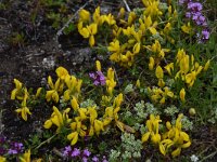 Genista subcapitata 2, Saxifraga-Harry Jans  Genista subcapitata