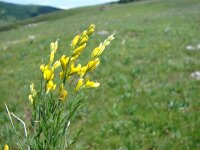 Genista sylvestris 2, Saxifraga-Jasenka Topic