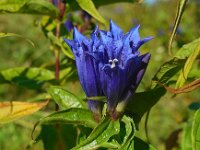Gentiana asclepiadea 10, Saxifraga-Ed Stikvoort