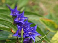 Gentiana asclepiadea 4, Saxifraga-Jeroen Willemsen