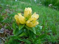 Gentiana punctata 11, Saxifraga-Ed Stikvoort
