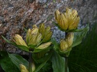 Gentiana punctata 25, Saxifraga-Harry Jans  Gentiana punctata