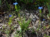 Gentiana utriculosa 10, Saxifraga-Ed Stikvoort