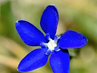 Gentiana utriculosa 13, Saxifraga-Sonja Bouwman  Gentiana utriculosa - Gentianaceae familie; Tre Cime (I)