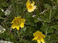 Geum reptans 6, Saxifraga-Willem van Kruijsbergen