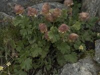 Geum reptans 7, Saxifraga-Willem van Kruijsbergen