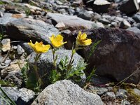 Geum reptans 9, Saxifraga-Simone van Velzen