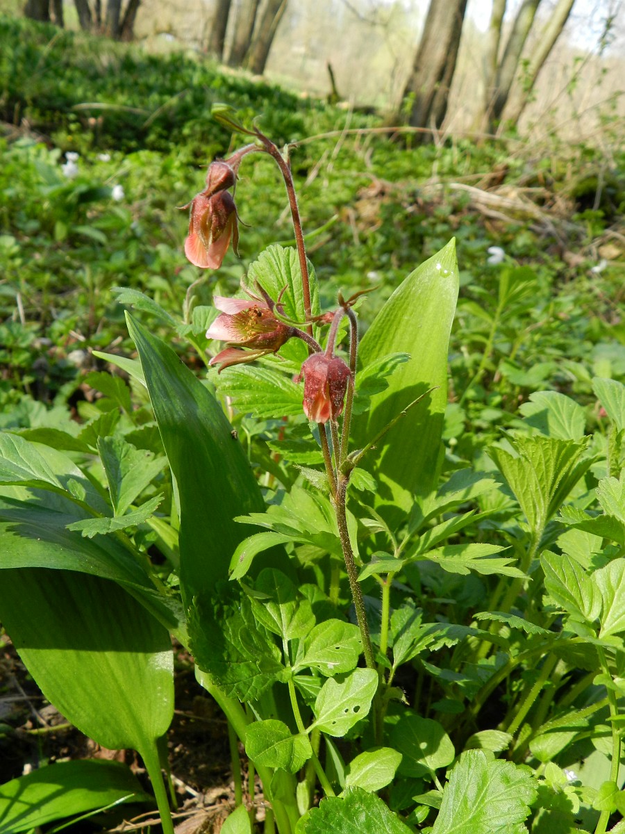 Geum rivale, Purple Avens