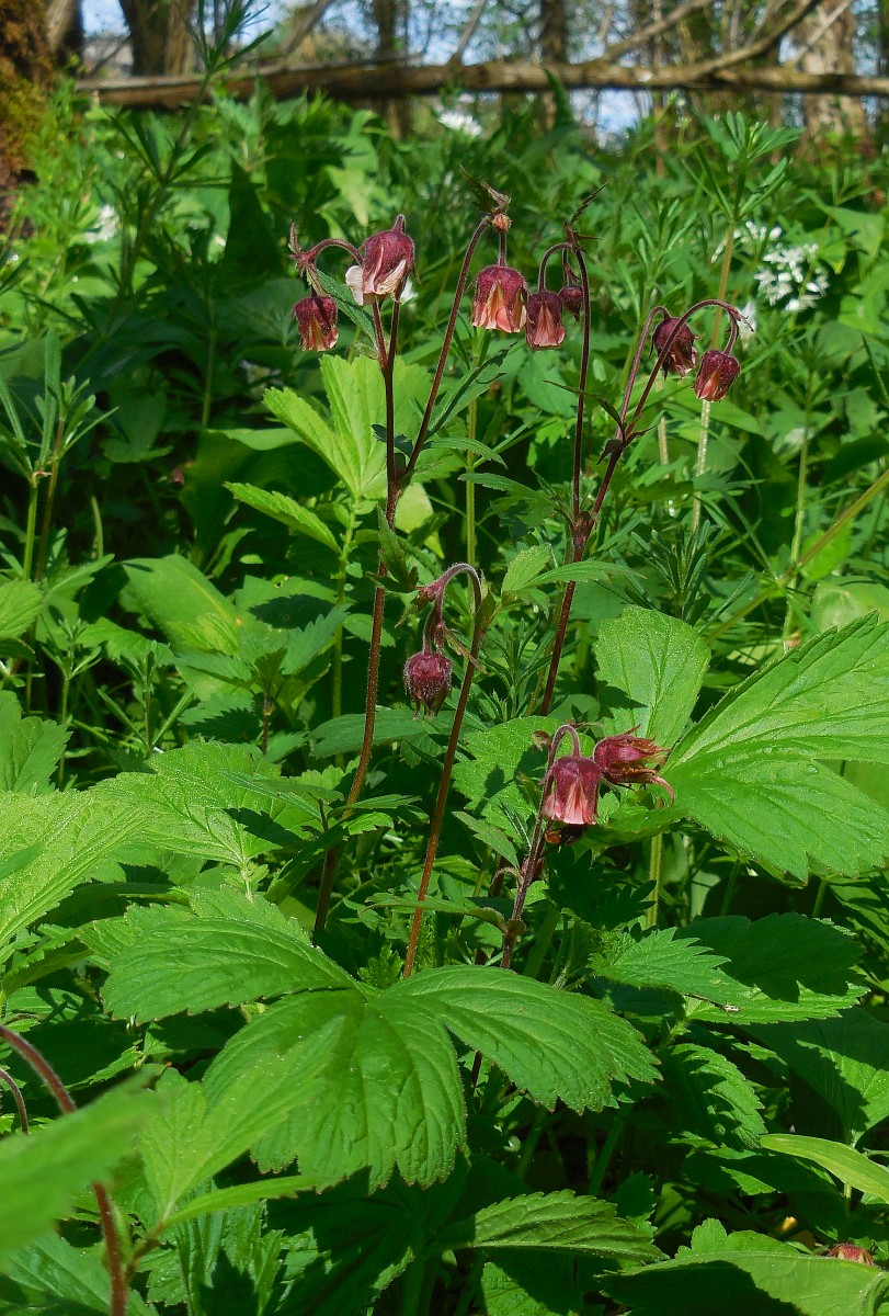 Geum rivale, Purple Avens