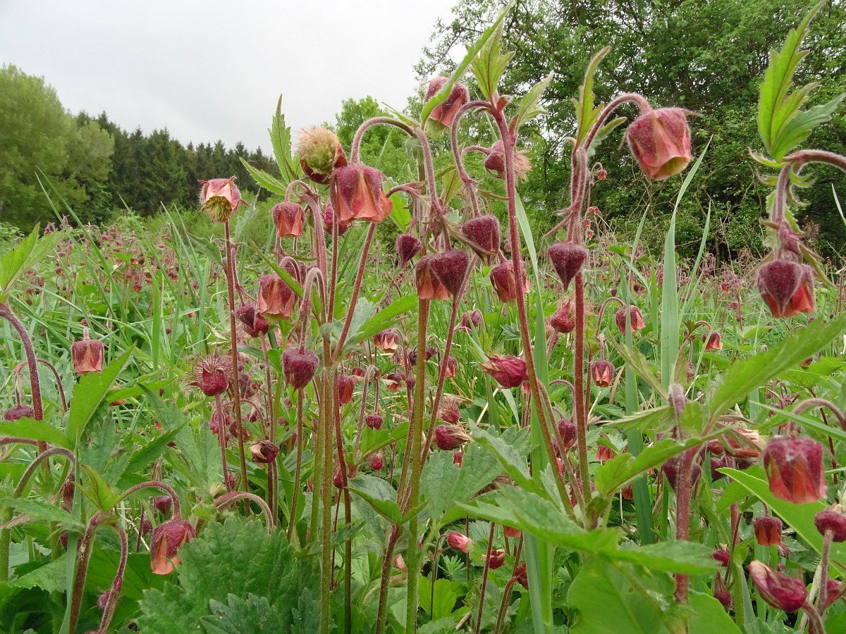 Geum rivale, Purple Avens