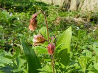 Geum rivale, Purple Avens