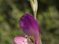 Gladiolus communis 3, Saxifraga-Willem van Kruijsbergen
