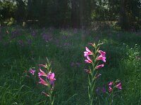 Gladiolus segetum 2, Saxifraga-Dirk Hilbers