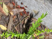 Gleditsia triacanthos 4, Valse christusdoorn, Saxifraga-Rutger Barendse