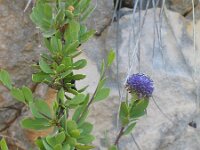 Globularia alypum 3, Saxifraga-Jasenka Topic