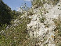 Globularia alypum 8, Saxifraga-Willem van Kruijsbergen