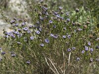 Globularia alypum 9, Saxifraga-Willem van Kruijsbergen