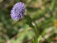 Globularia bisnagarica 10, Saxifraga-Peter Meininger