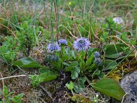 Globularia bisnagarica 12, Saxifraga-Jeroen Willemsen