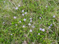 Globularia bisnagarica 16, Saxifraga-Rutger Barendse